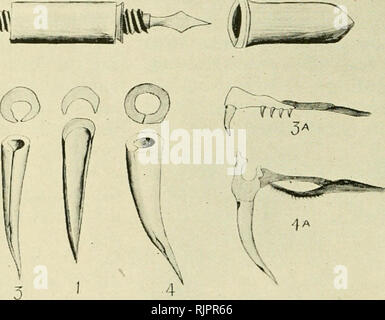 . The Australian Museum magazine. Natural history. POISON APPARATUS OF RATTLE SNAKE. BC4W c. The cnoin apparatus of a snake consists of a pair of hollow or grooved fangs, situated one each side of the upper jaw, generally at the front of the maxillary bone. To each of the fangs is attached a tube and a venom gland, the latter lying along the upper jaw, just under or behind the eye. When a snake bites, the muscles which surround the gland squeeze out the venom, force it along the tube and into the hollow fang, through which it passes, eventually finding its way out through an opening near the Stock Photo