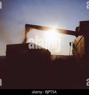 Wheat field harvesting with combine harvester pouring wheat grain into trailer at sunset Stock Photo