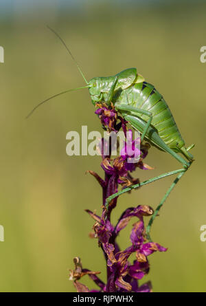 Wildlife photo of Large Saw-tailed Bush-cricket with orchid Stock Photo