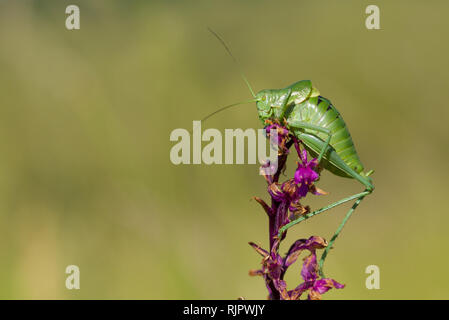 Wildlife photo of Large Saw-tailed Bush-cricket with orchid Stock Photo