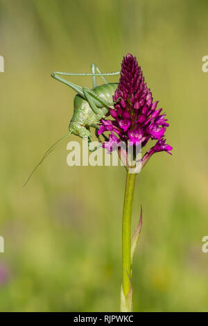 Wildlife photo of Large Saw-tailed Bush-cricket with orchid Stock Photo