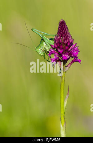 Wildlife photo of Large Saw-tailed Bush-cricket with orchid Stock Photo