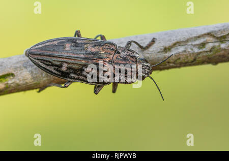Wildlife macro photo of Flatheaded pine borer beetle Stock Photo