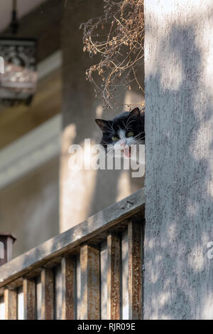 Funny evil black and white cat meowing in the balcony Stock Photo