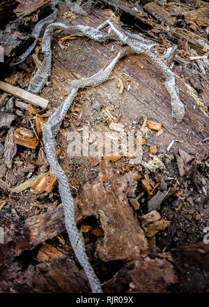 snake slough on wooden background, creepy snake skin in the wild Stock Photo