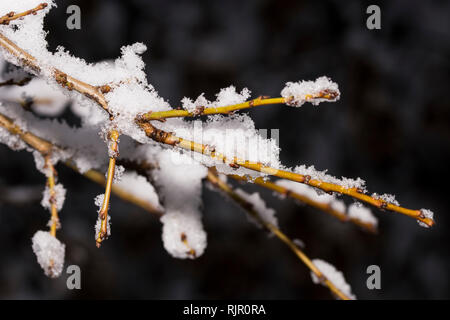 Close-up of a tree branch in winter, covered in snow Stock Photo