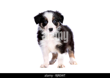 Border collie puppy in front of a white background Stock Photo