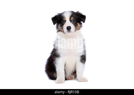 Border collie puppy in front of a white background Stock Photo