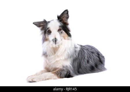 Old Merle border collie dog in front of a white background Stock Photo