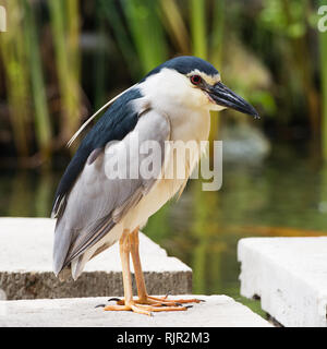 Black-crowned night heron on a stone Stock Photo