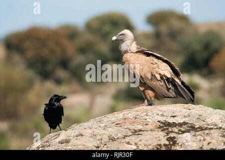 Griffon Vulture (Gyps fulvus) resting on the rock Stock Photo