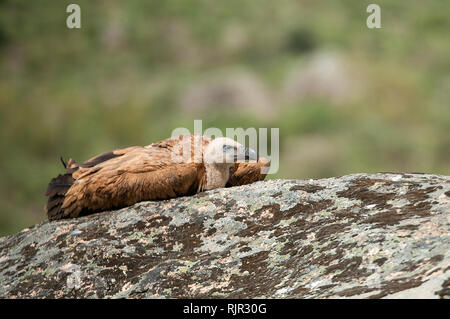 Griffon Vulture (Gyps fulvus) resting on the rock Stock Photo