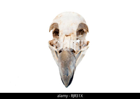 Griffon Vulture (Gyps fulvus), bird skull with white background Stock Photo