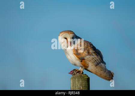 Barn Owl(Tyto alba) perched on a wooden post with food item Having just caught it. Stock Photo