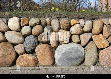 Frisian stone wall planted with Wild daffodil and Ramana roses Stock Photo