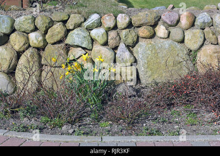 Frisian stone wall and Wild daffodil Stock Photo