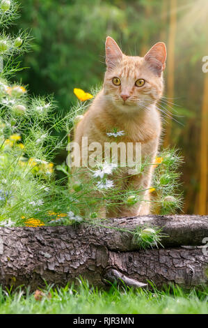 A cute red tabby cat, European Shorthair, sitting in a flowery country garden watching curiously on a sunny summer day, Germany Stock Photo