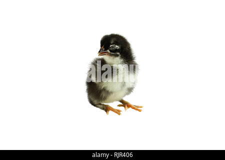 Cute little black and yellow French Copper Maran chicken / chick isolated over a white background. Stock Photo