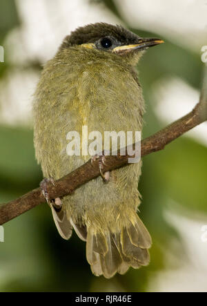 Young Lewin's honeyeater, fledgling, Meliphaga lewinii, with bill open, on branch of tree in garden in Australia Stock Photo
