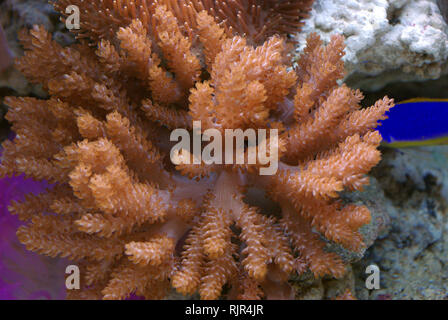 Kenya-tree soft coral (Capnella sp.) Stock Photo