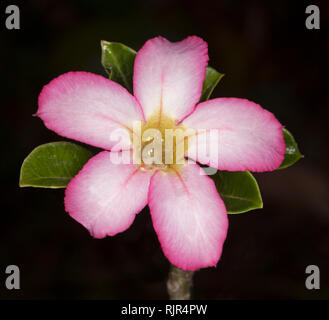 Beautiful pink and white flower and dark green leaves of Adenium obesum 'Pretty Pink', African Desert Rose, on black background Stock Photo