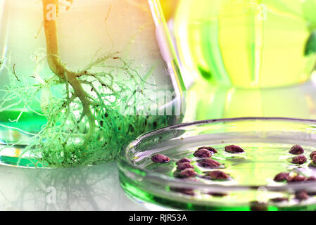 Cannabis seeds and roots of cannabis plant in laboratory glassware for research purposes, biotechnology concept