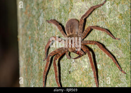 Wandering spider (Cupiennius sp.) feeding on cockroach, Costa Rica Stock Photo