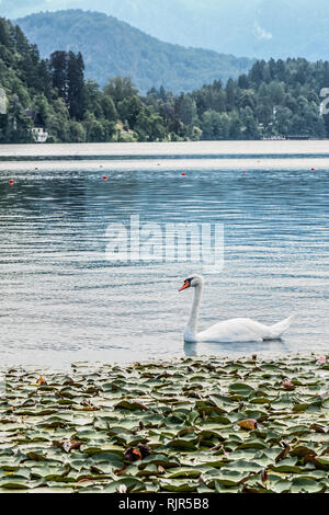A swan in turquoise Lake Bled in Slovenia Stock Photo