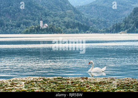 A swan in turquoise Lake Bled with pilgrimage church on Bled Island Slovenia Stock Photo