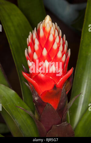 Spectacular vivid red conical flower bracts with white tips of bromeliad Guzmania 'Beau' surrounded by dark green leaves Stock Photo