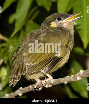 Young Lewin's honeyeater, fledgling, Meliphaga lewinii, with bill open, on branch of tree in garden in Australia Stock Photo