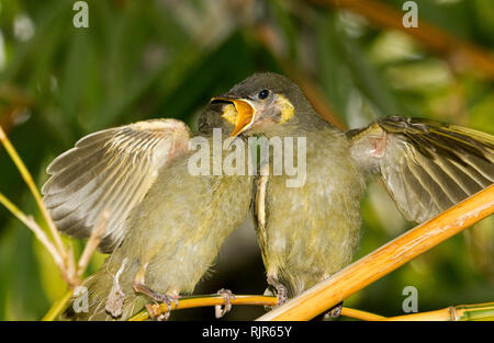 Pair of young Lewin's honeyeaters, fledglings, Meliphaga lewinii, with bills wide open & wings out, waiting, on branch of tree, for food from parents Stock Photo