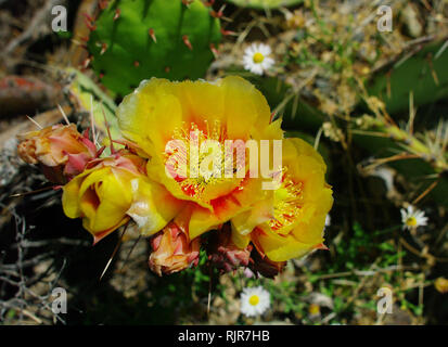 Cactus Flower in New Mexico Stock Photo