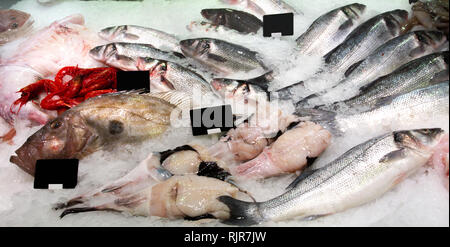Various fresh fish lying on the ice on the counter Stock Photo