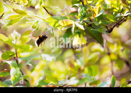 Bumblebee flies to flowers in a bright spring garden. Close-up. Selective focus. Toned Stock Photo
