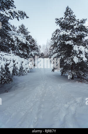 Path in the woodlands with large amounts of snow on the trees on a winter day Stock Photo