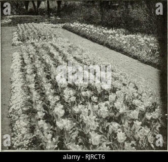 . Autumn 1930 : bulbs seeds shrubs and trees. Fruit trees Utah Salt Lake City; Ornamental trees Utah Salt Lake City; Shrubs Utah Salt Lake City; Climbing plants Utah Salt Lake City; Bulbs (Plants) Utah Salt Lake City; Flowers Seeds Utah Salt Lake City. Single Early Tulip Prince of Austria In Center Doube Early Tulip Azalea on Border Showy Double Early Tulips Double Tulips are chieriy grown for tUeir showy effects in masses, and are very lasting. Where a display of color Is desired they are very satisfactory- Excellent for growing in pots or pans, but should not be forced into bloom very early. Stock Photo