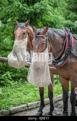 Two draft horses with feedbags or nosebags take a break to eat on the trail in the Tatra National Park, Lesser Poland Voivodeship, Poland. Stock Photo