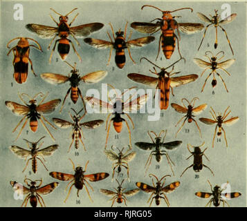 . The Australian zoologist. Zoology; Zoology; Zoology. Australian ...