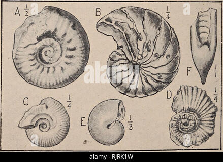 . Australasian fossils, a students' manual of palaeontology. Paleontology. 208 AUSTRALASIAN FOSSILS. ing fossil from the Carbopermian of Lennard Riverr N.W. Australia. In Tasmania the genera Orthoceras and Goniatites have been recorded from beds of simi- lar age. Triassic Cephalopods.— For Triassic cephalopoda we look to New Zealand, where, in the Mount Potts Spiriferina Beds of the Kaihiku Series a species of Orthoceras has been re- corded. The Wairoa Series next in succession con- tains Orthoceras and an Ammonite. Jurassic Cephalopods.— The Jurassic of Western Australia yields a rich cephalo Stock Photo
