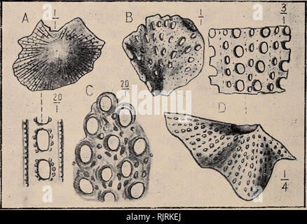 . Australasian fossils, a students' manual of palaeontology. Paleontology. 156 AUSTRALASIAN FOSSILS. to under the corals. They become extinct after Per- mian times. Fistulipora occurs in certain Gipps- land limestones. Cryptostomata (Palaeozoic).— In the order Cryptostomata we have the genus Fig. 83—PALAEOZOIC POLYZOA.. A—Fenestella margaritifera, Chapm. Silurian. Near Yeri: g, Vict. B—Polypora australis, Hinde. Carbopermian. Gascoyne River, Western Australia C—Rhombopora tenuis, Hinde. Carbopermian. Gascoyne River, Western Australia D—Protoretepora ampla, Iyonsdale sp. Carbopermian. N.S.W. Rh Stock Photo