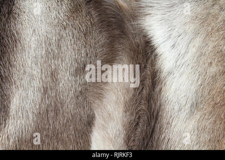 Reindeer fur background texture. Natural material abstract. Stock Photo
