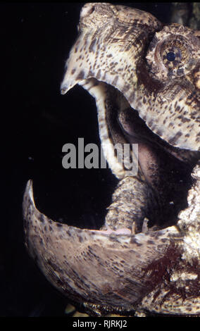 Jaws of Alligator snapping turtle (Macroclemys temminckii) Stock Photo