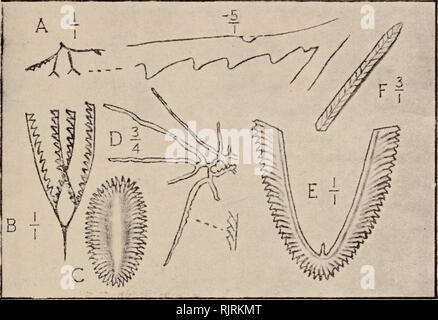 Tetragraptus fruticosus (J. Hall Stock Photo - Alamy