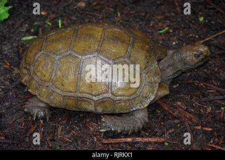 Asian forest or Giant tortoise (Manouria emys) Stock Photo