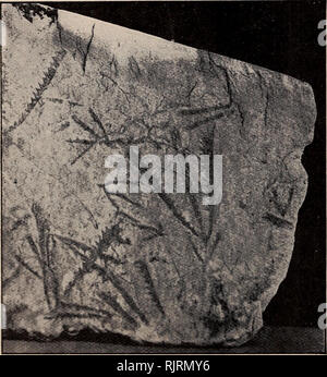 Tetragraptus fruticosus (J. Hall Stock Photo - Alamy