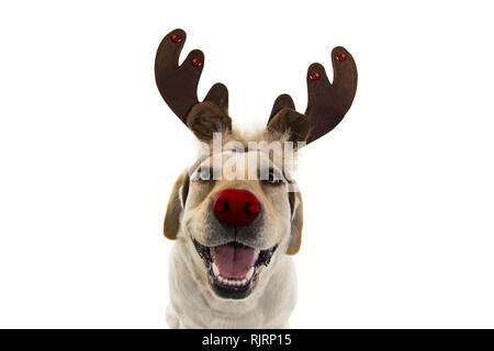 DOG CHRISTMAS REINDEER ANTLERS. FUNNY LABRADOR WITH RED NOSE AND HOLIDAYS COSTUME. ISOLATED AGAINST WHITE BACKGROUND. Stock Photo