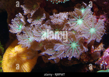 Glove polyps (Clavularia sp. 'bicolor') Stock Photo