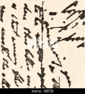. Audubon, the naturalist; a history of his life and time. Audubon, John James, 1785-1851; Slavery -- Haiti; Haiti -- History Revolution, 1791-1804. AUDUBON IN LONDON 417. V1 PART OF LETTER OF CHARLES LUCIE2^ BOXAPARTE ^0 ALTtUBOX^ JANUARY 10, 1859. From the Howland MSS. agent in that port. Messrs F. &amp; A. Filuchs.( ?) I shall keep a good lookout for it being extremely anxious to see your new number. I should never have done if I was [to] repeat [to] you all the praise given to your work b}^ our Italian artists &amp; m.en of science! . . I shall merely state that on m}^ part I prefer the pl Stock Photo