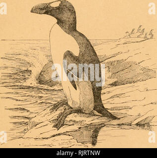 . The Auk. Birds. Old Series, Vol. CONTINUATION OF THE s New Series, XL|( BULLETIN OF THE NUTTALL ORNITHOLOGICAL CLUB ^VoLXXXIII The Auk a (^uarterli? 3ournal of ©rnttboloa^ Vol. XXXIII JANUARY, 1916 No. 1. PUBLISHED BY The American Ornithologists' Union CAMBRIDGE, MASS. Entered as second-class mail matter in the Post Office at Boston, Mass.. Please note that these images are extracted from scanned page images that may have been digitally enhanced for readability - coloration and appearance of these illustrations may not perfectly resemble the original work.. American Ornithologists' Union. Wa Stock Photo